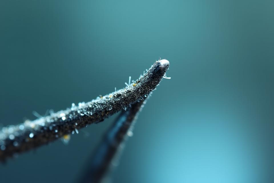 Makroaufnahme einer ultrascharfen Angelhakenspitze von AlpenAngler, die die präzise chemische Schärfung zeigt.